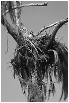 Osprey nest, Caddo Lake. Texas, USA ( black and white)