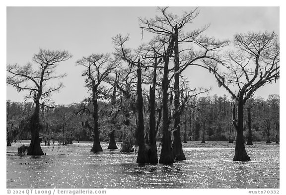 Backlit Bald Cypress, Caddo Lake. Texas, USA (black and white)