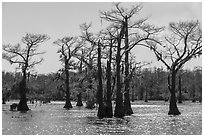 Backlit Bald Cypress, Caddo Lake. Texas, USA ( black and white)