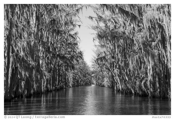 Waterway lined up with Bald Cypress, Caddo Lake. Texas, USA (black and white)