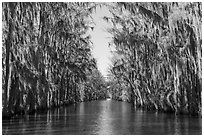 Waterway lined up with Bald Cypress, Caddo Lake. Texas, USA ( black and white)