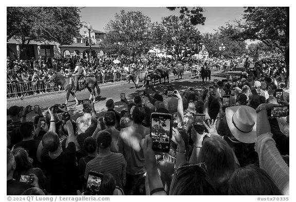 Tourists capture cow parade with phone cameras. Fort Worth, Texas, USA (black and white)