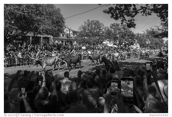 Tourists line up street for cow parade. Fort Worth, Texas, USA (black and white)