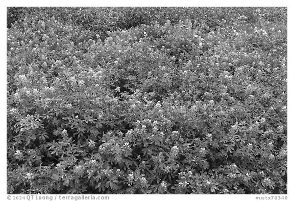 Texas bluebonnets, Lady Bird Johnson Wildflower Center, Austin. Texas, USA (black and white)