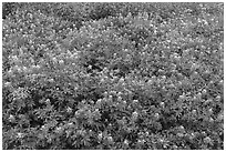 Texas bluebonnets, Lady Bird Johnson Wildflower Center, Austin. Texas, USA ( black and white)