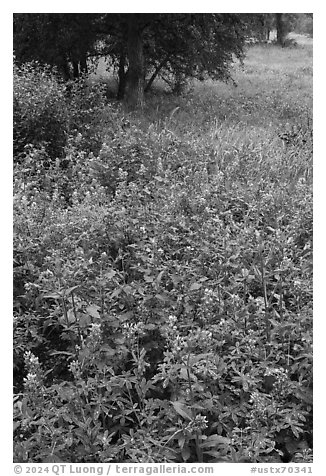 Bluebonnets mixed with yellow flowers, Lady Bird Johnson Wildflower Center, Austin. Texas, USA (black and white)