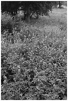 Bluebonnets mixed with yellow flowers, Lady Bird Johnson Wildflower Center, Austin. Texas, USA ( black and white)