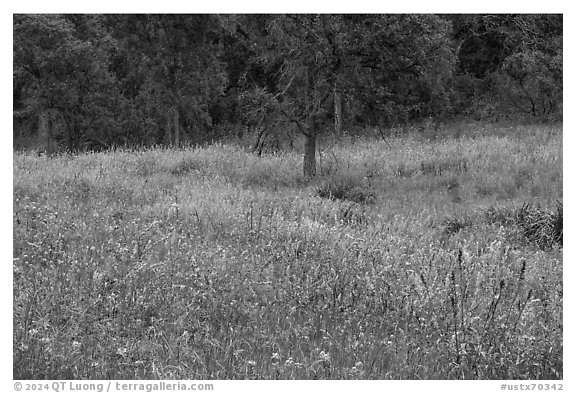 Meadow with wildflowers, Lady Bird Johnson Wildflower Center, Austin. Texas, USA (black and white)