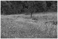 Meadow with wildflowers, Lady Bird Johnson Wildflower Center, Austin. Texas, USA ( black and white)