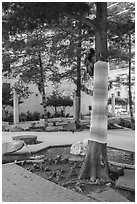 Main Street Civic Garden. Dallas, Texas, USA ( black and white)