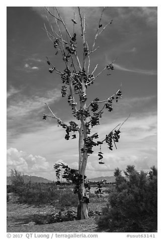 Shoe tree, Highway 50. Nevada, USA (black and white)