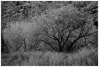 Cottonwood trees and cliff in autumn. Grand Staircase Escalante National Monument, Utah, USA ( black and white)