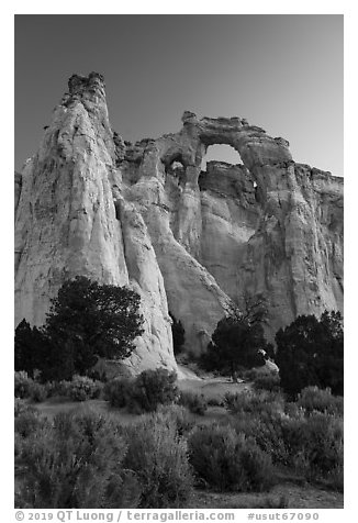 Sagebrush and Grosvenor Arch at dawn. Grand Staircase Escalante National Monument, Utah, USA (black and white)