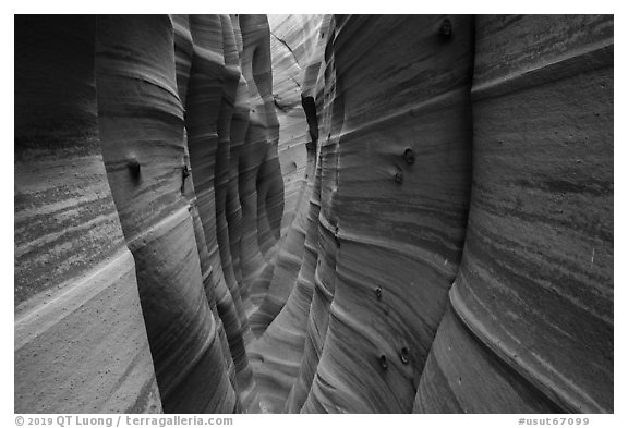 Zebra Slot Canyon with sandstone striations and encrusted moqui marbles. Grand Staircase Escalante National Monument, Utah, USA (black and white)
