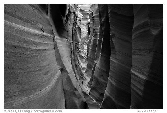 Walls streaked with pink and white stripes, Zebra Slot Canyon. Grand Staircase Escalante National Monument, Utah, USA (black and white)