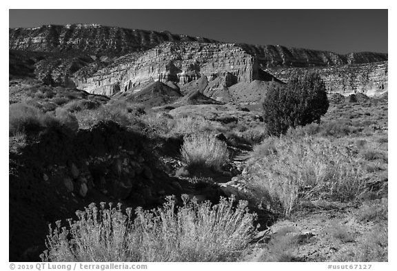 Rabbitbrush in bloom and Straight Cliffs. Grand Staircase Escalante National Monument, Utah, USA (black and white)