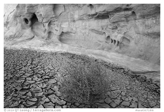 Wash with cracked mud, tumbleweed, and cliff. Grand Staircase Escalante National Monument, Utah, USA (black and white)