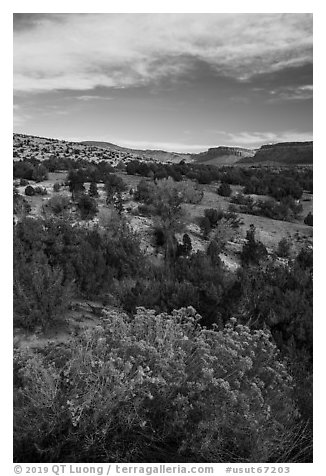 Shrubs and Comb Ridge. Bears Ears National Monument, Utah, USA (black and white)