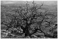 Dead juniper on canyon rim, Needles Overlook. Bears Ears National Monument, Utah, USA ( black and white)