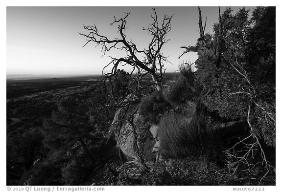 Cedar Mesa from Salvation Knoll, sunrise. Bears Ears National Monument, Utah, USA (black and white)