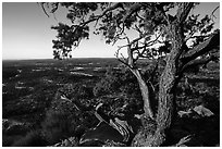 Juniper tree and Cedar Mesa from Salvation Knoll. Bears Ears National Monument, Utah, USA ( black and white)