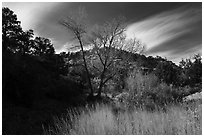 Grasses and trees in Road Canyon, late fall. Bears Ears National Monument, Utah, USA ( black and white)