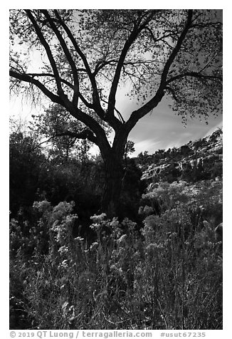Blooms and cottonwood in late fall, Road Canyon. Bears Ears National Monument, Utah, USA (black and white)