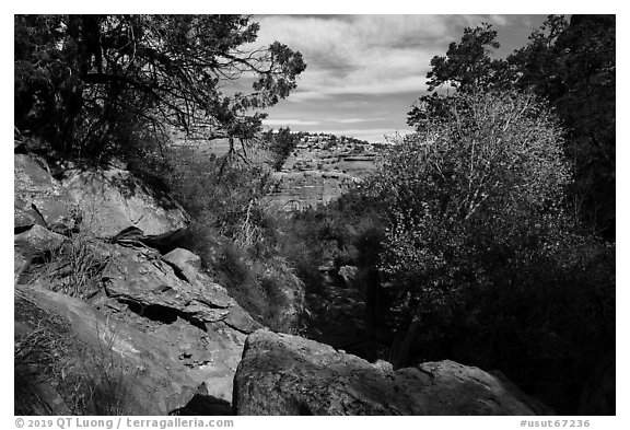 Road Canyon in late autumn. Bears Ears National Monument, Utah, USA (black and white)