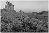 Juniper, mesas and buttes at dawn, Valley of the Gods. Bears Ears National Monument, Utah, USA ( black and white)