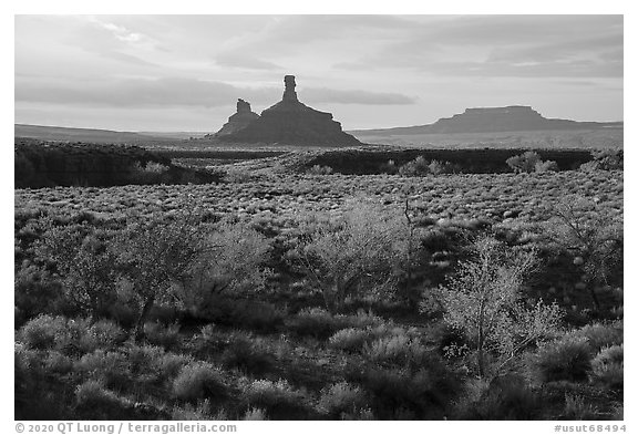 Autumn foliage and spires, Valley of the Gods. Bears Ears National Monument, Utah, USA (black and white)