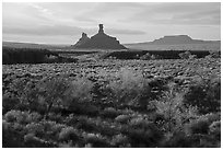 Autumn foliage and spires, Valley of the Gods. Bears Ears National Monument, Utah, USA ( black and white)