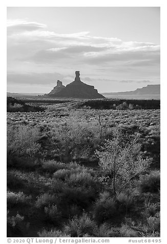 Trees in autumn foliage and spires, Valley of the Gods. Bears Ears National Monument, Utah, USA (black and white)