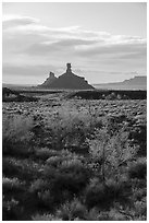 Trees in autumn foliage and spires, Valley of the Gods. Bears Ears National Monument, Utah, USA ( black and white)
