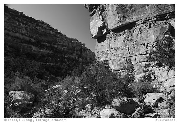 Canyon walls, Bullet Canyon. Bears Ears National Monument, Utah, USA (black and white)