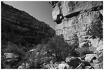 Canyon walls, Bullet Canyon. Bears Ears National Monument, Utah, USA ( black and white)