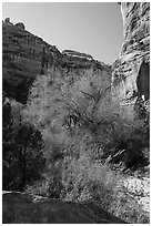 Tree with autumn foliage and cliffs, Bullet Canyon. Bears Ears National Monument, Utah, USA ( black and white)