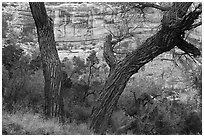 Cottonwood trunks and cliffs, Bullet Canyon. Bears Ears National Monument, Utah, USA ( black and white)