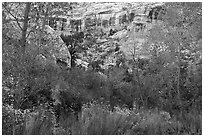Blooms, autumn colors, and cliffs, Bullet Canyon. Bears Ears National Monument, Utah, USA ( black and white)