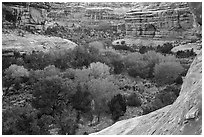Cottonwoods in autumn color in Bullet Canyon. Bears Ears National Monument, Utah, USA ( black and white)