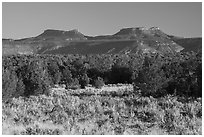 Sage, junipers, and Bears Ears Buttes. Bears Ears National Monument, Utah, USA ( black and white)