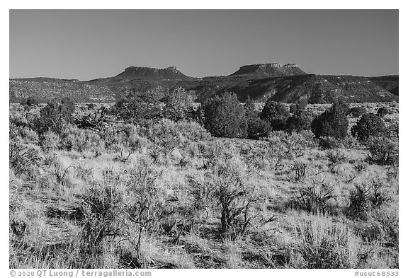 Bears Ears Buttes rising above Cedar Mesa. Bears Ears National Monument, Utah, USA (black and white)