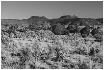 Bears Ears Buttes rising above Cedar Mesa. Bears Ears National Monument, Utah, USA ( black and white)