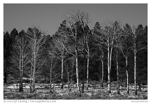 Bare aspen and pine trees, Elk Ridge. Bears Ears National Monument, Utah, USA (black and white)