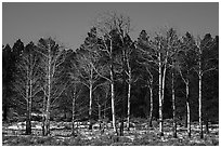 Bare aspen and pine trees, Elk Ridge. Bears Ears National Monument, Utah, USA ( black and white)