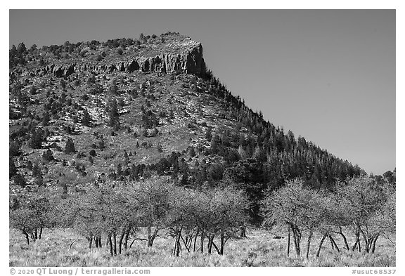 Bare trees below West Bears Ears Butte. Bears Ears National Monument, Utah, USA (black and white)