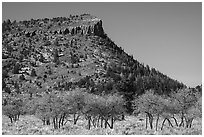 Bare trees below West Bears Ears Butte. Bears Ears National Monument, Utah, USA ( black and white)