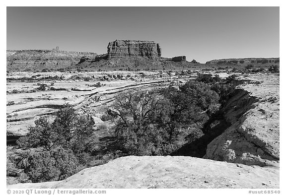 Trees in canyon and butte, Soldiers Crossing. Bears Ears National Monument, Utah, USA (black and white)
