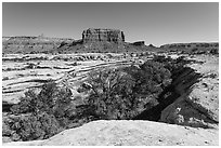 Trees in canyon and butte, Soldiers Crossing. Bears Ears National Monument, Utah, USA ( black and white)
