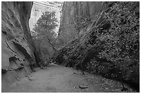 Trees in slot canyon, Long Canyon. Grand Staircase Escalante National Monument, Utah, USA ( black and white)