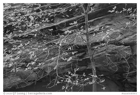 Close-up of tree in autumn foliage and rock wall, Long Canyon. Grand Staircase Escalante National Monument, Utah, USA (black and white)